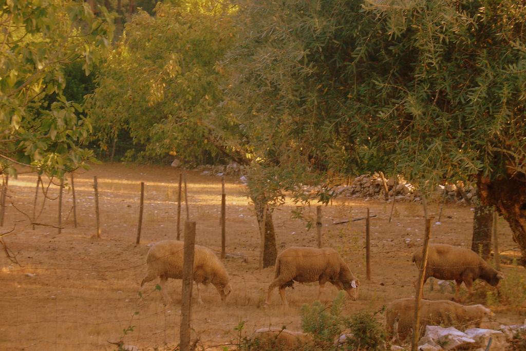 Otium Country House Alvorge Esterno foto