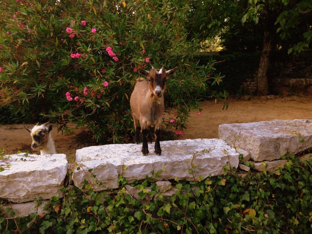 Otium Country House Alvorge Esterno foto