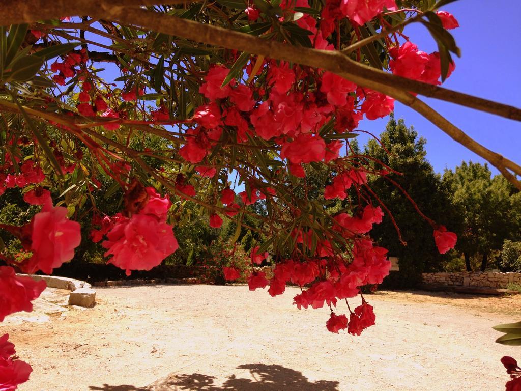 Otium Country House Alvorge Esterno foto